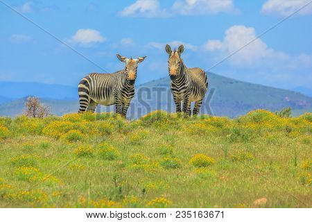 Two Frontal Cape Mountain Zebra, Equus Zebra, In Flowery Grassland Of Zebra Mountain National Park, 