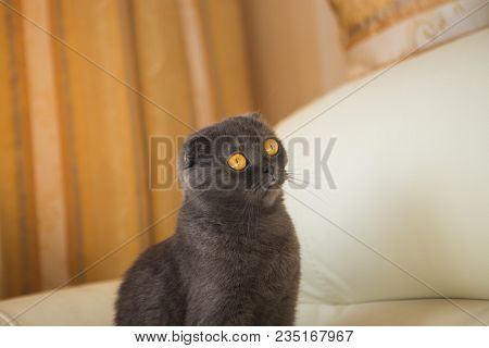 Funny Gray Scottishfold Cat Sitting On Sofa And Looking Up - Domestic Pets Concept.