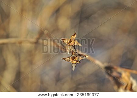 The Stems Of Plants In Winter On A Blurred Background