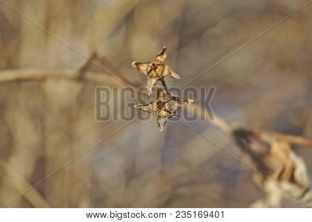 The Stems Of Plants In Winter On A Blurred Background
