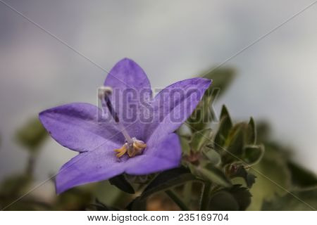 Close-up Of Purple Campanula Growing From Jar In Early Morning