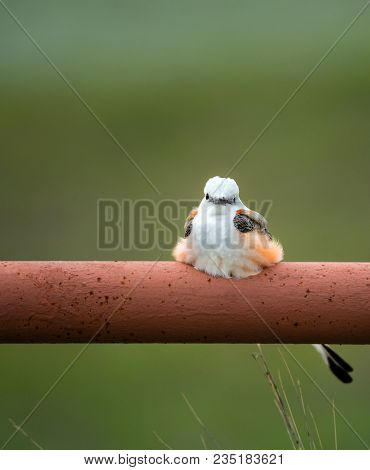 Scissor-tailed Flycatcher (tyrannus Forficatus) Perched On Fence Railing In Texas Spring. Natural Gr
