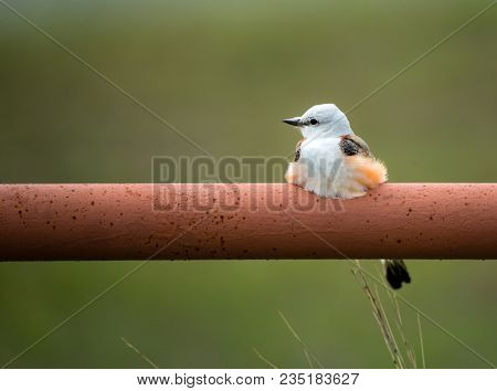 Scissor-tailed Flycatcher (tyrannus Forficatus) Perched On Fence Railing In Texas Spring. Natural Gr