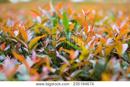 This Is The Close Up Picture Of Ixora Leaves. Its Flowers Are Called Needle, A Small Tree With Red A