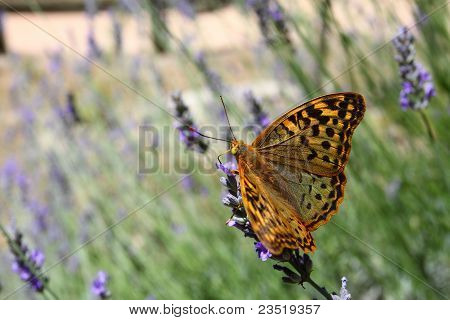 Beau papillon