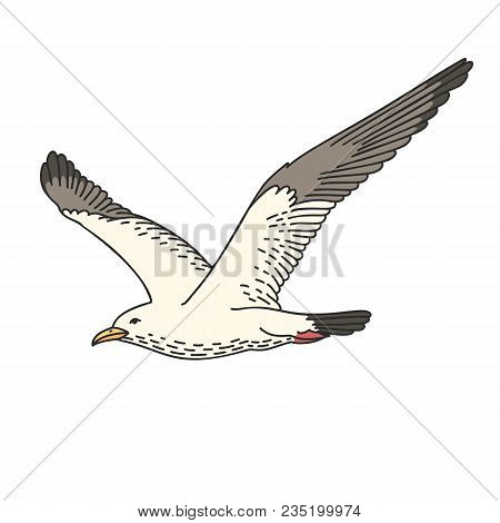 Hand Drawn Vector Cartoon Seagull Isolated On White Background