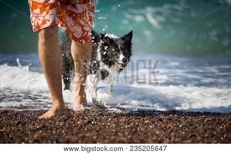 The Man Goes With His Dog (black And White Border Collie) Out Of The Sea