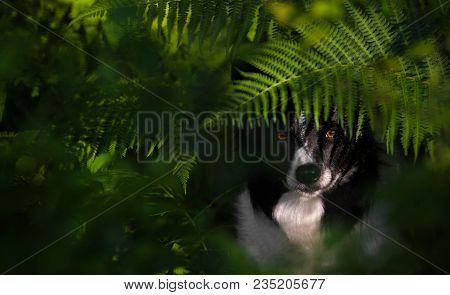Dog (black And White Border Collie) Beneath The Ferns