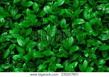 Green hedge of shrub Cotoneaster lucidus for the background, where you can see the texture and pattern of leaves
