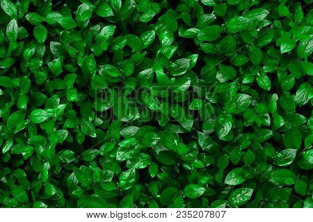 Beautiful Background of green leaves from the Bush Cotoneaster lucidus, located evenly throughout the frame and seen the texture of the leaves