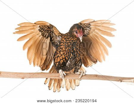 Golden Sebright Chicken In Front Of White Background