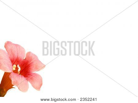 Red Flower Wallpaper