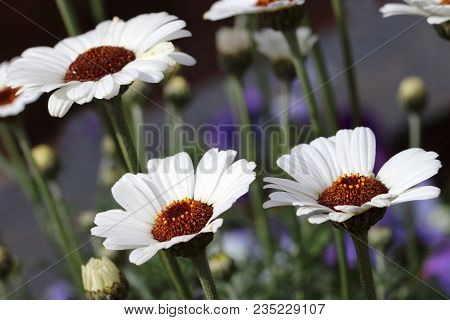 White Rhodanthemum Hosmariense Casablanca Is A Hybrid From The Atlas Daisy Series. Moroccan Daisy Is
