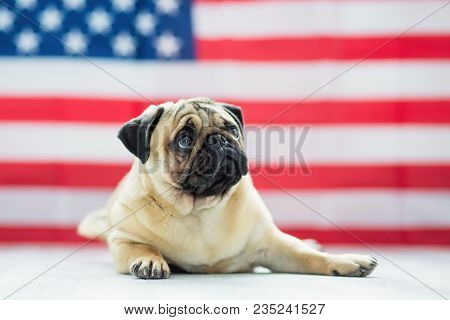 Pug On The Background Of The American Flag. Beautiful Beige Puppy Pug On The Background Of The Ameri