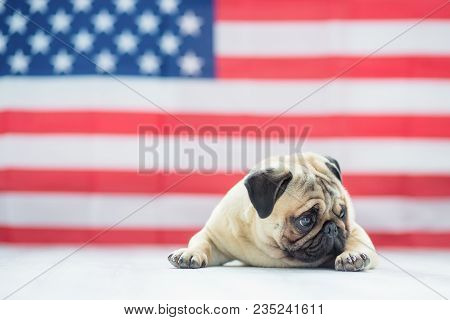 Pug On The Background Of The American Flag. Beautiful Beige Puppy Pug On The Background Of The Ameri