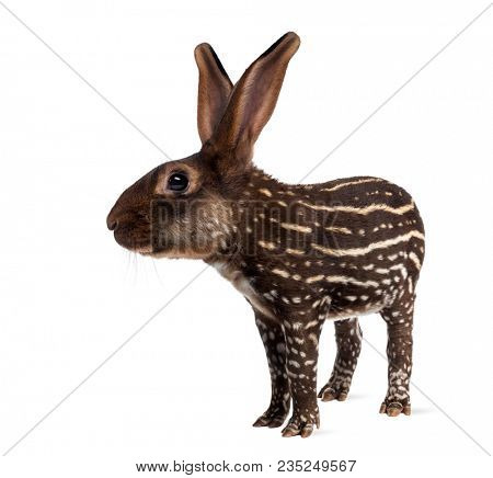 chimera with Belgian Hare and body of a tapir against white background