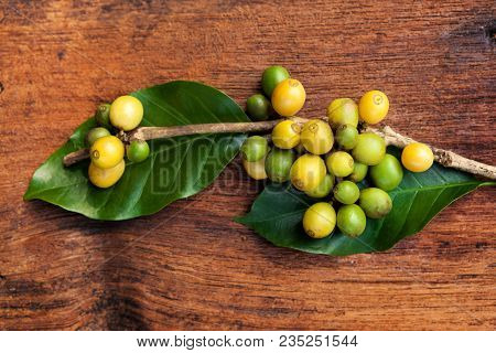 Coffea Plant With Fruit On Wooden Background. Ethically Harvested Coffee Beans.