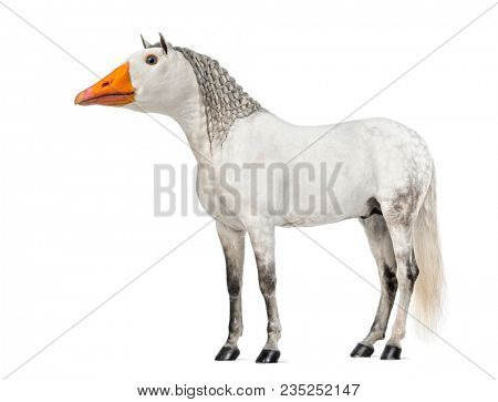 chimera with a Male Andalusian horse and a face of a goose against white background