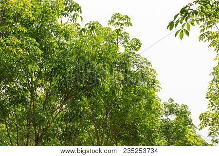 Rubber Tree Row Agricultural. Hevea Brasiliensis Green Leaves Background.