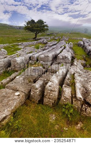 Lone tree and Limestone pavement at Winskill Stones Nature Reserve, near Settle, Yorkshire Dales, North Yorkshire, UK
