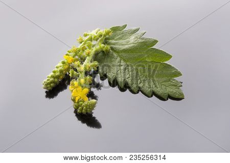 Flower Agrimonia Eupatoria With Agrimonia Leaf On Grey Background.