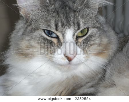 Olhos de gatos 01