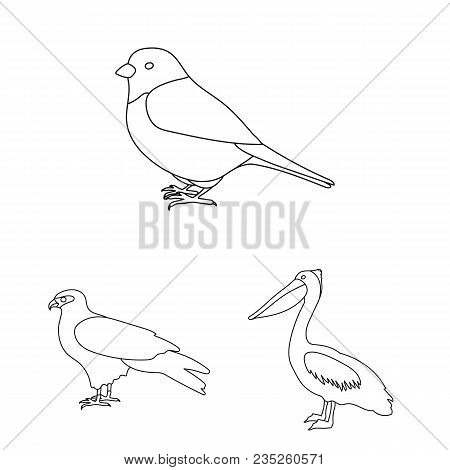Types Of Birds Outline Icons In Set Collection For Design. Home And Wild Bird Vector Symbol Stock  I