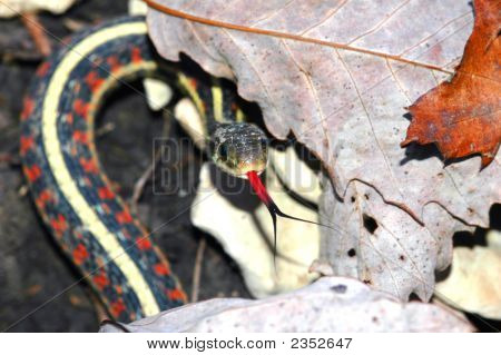 Thamnophis červená oboustranný