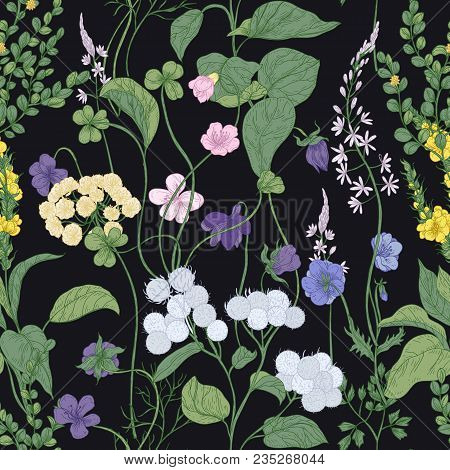 Botanical Seamless Pattern With Blooming Wild Flowers And Meadow Flowering Plants On Black Backgroun