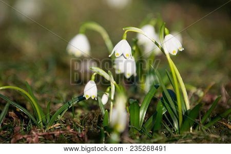 The First Blooming Spring Snowflakes. Blurred Background.