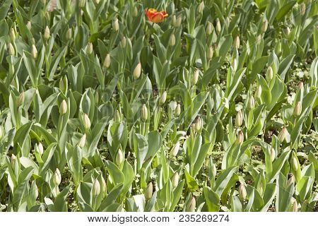 Meadow Of Varieties Of Tulips Park Sigurtà Valeggio Sul Mincio Verona Italy
