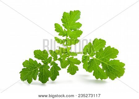Greater Celandine Branch Isolated On White Background