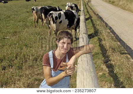 Portrait Of A Farmer With Her Cows In The Field
