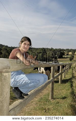 Farmer Sitting On A Fence And Behind Her Herd Of Cows