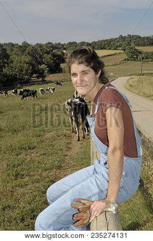 Farmer Sitting On A Fence And Behind Her Herd Of Cows