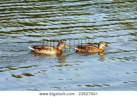 Duck's