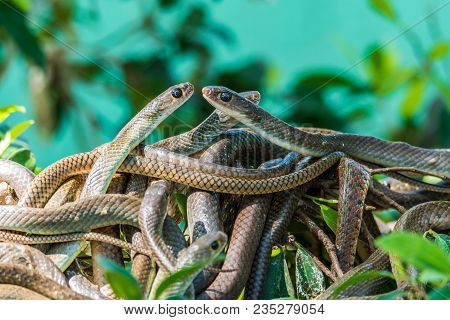 Close Up Of Oriental Rat Snakes Tangle On A Tree Branches.
