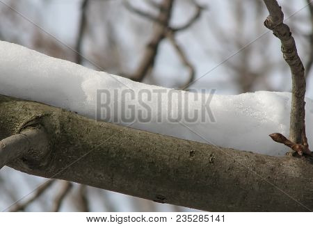 A Thick Layer Of White Snow On A Horse-chestnut Branch On A Sunny Winter Day