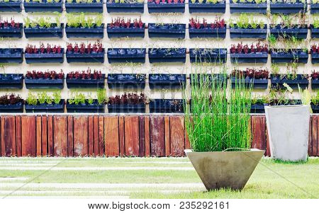 Horsetails Shurb Water Plants In The Concrete Flower Pot Decoration In The Summer Garden With Vertic