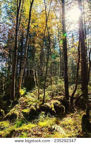 Sun Rays From The Bright Sun Shining Between The Trees Of The Green Forest With The Fern Bushes Gree