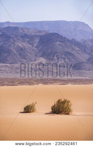 Kandym Bushes On Sand. Wadi Araba Desert. Jordan Landscape
