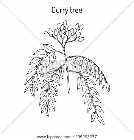 Curry Tree Murraya Koenigii , Medicinal Plant. Hand Drawn Botanical Vector Illustration