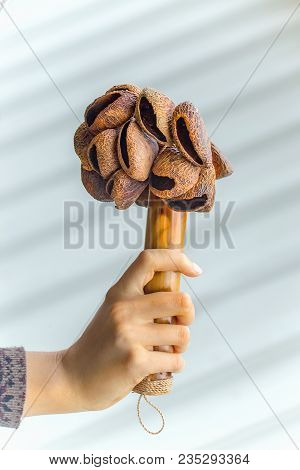 Togo Seed Rattle. African Seed Pod Shaker. Percussion Instrument.