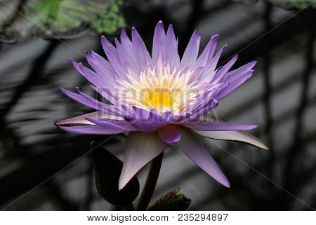 Beautiful Water Lily In A Lily Pond
