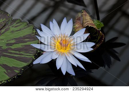 Beautiful Water Lily In A Lily Pond