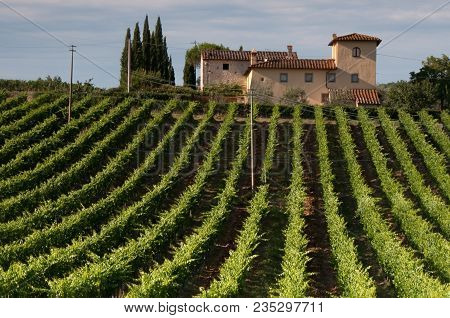 Large Italian Vineyard On A Sunny Day