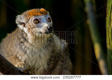 A Crowned Lemur Looking Longingly Into The Distance. (eulemur Coronatus)