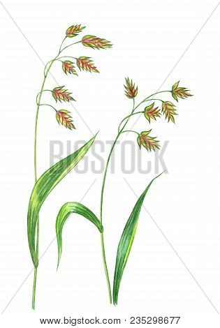 Decorative Lawn Grass Chasmanthium Latifolium, Watercolor Painting On White Background Isolated With
