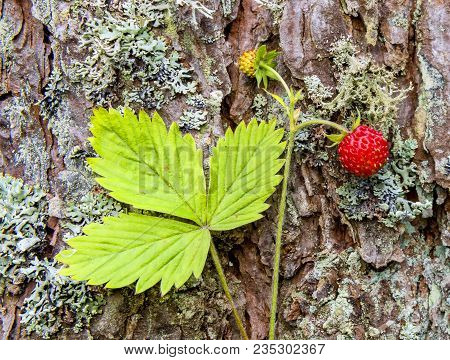 Wild Strawberry On Background Of Pine Trunk Or Bark