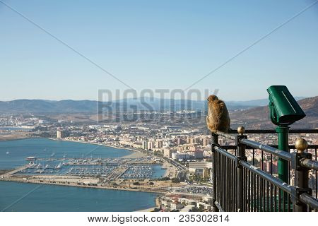 Barbary Macaque Monkey Overlooking Port Of Gibraltar.